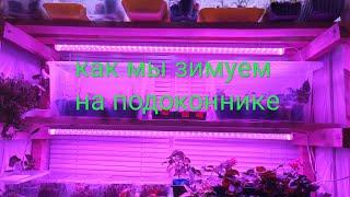 Жизнь на подоконнике. Декабрь.