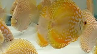 Golden Pigeon & Golden Panda Discus - December 2019 Shipment