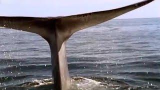 Blue Whale | Blue Planet | BBC Studios