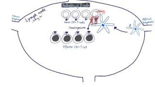 Brandl's Basics: Adaptive immune response to bacteria