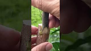 HOW TO GRAFT MANGO ON BIGGER BRANCH