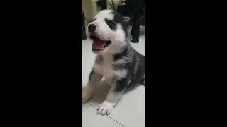 3 weeks old husky | bi-eyed | TinaTVph