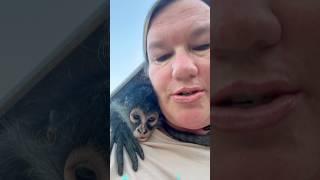 A Dubai cup for monkeys 