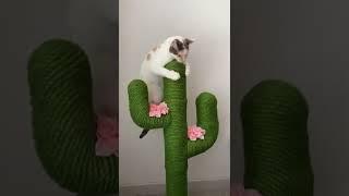 Introducing Kitty to Cactus