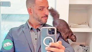 Squirrel Refused to Leave Man. Now He Is His BFF | Cuddle Squirrels