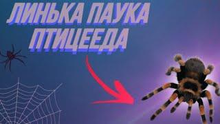 ЛИНЬКА паука-птицееда.Как понять что паук готовиться линять?