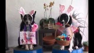 Why You Need a Back-up Easter Bunny