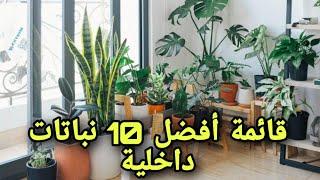 قائمة أفضل 10 نباتات داخلية