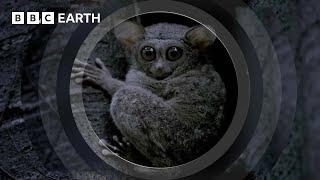 A Cute But Creepy Tiny Predator | The Making of Mammals | BBC Earth Kids