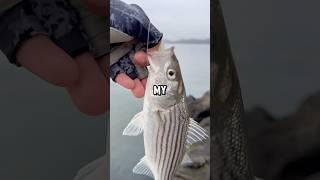 How To Catch Bay Area Striped Bass!