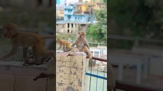 Baby Monkey Playing With Mother 