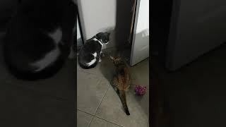 Comfort Zone Cat Calming Diffuser Refill