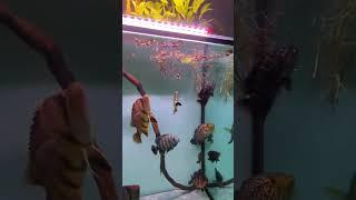 Monster Predator Big Giant Fish @indonesia_tiger_tank | Falcon Aquarium Services