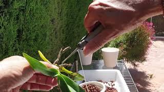 ROOT TRAINING! Sobennikoffia humbertiana & Paraphalaenopsis labukensis aerial roots? Not happening!