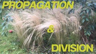 How to propagate and divide Mexican feather grass , Stipa  , Pony tails,Ornamental grasses