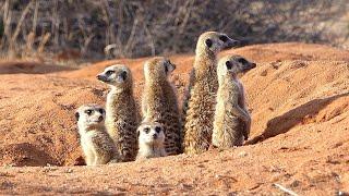 Family of Meerkats in Kalahari Desert