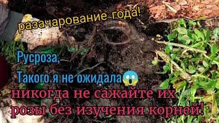 Русроза. Полезла проверить корни и была в шоке! Ужасная посадка роз из . Rusroza. розы