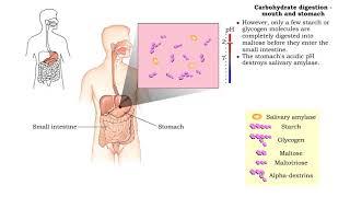 Carbohydrate digestion - mouth and stomach & pancreas and small intestine