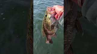 Giant Lake Michigan Harbor SMALLMOUTH RELEASE #music #typebeat #smallmouth #bass #fishin #greatlakes