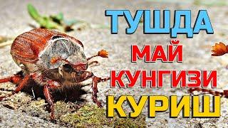 Туш табири - Тушда Май кунгизи куриш