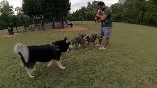 Dog Park TV the evening started out quiet and slow then we were invaded by about eight pit bulls