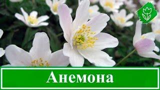 Анемоны – посадка и уход, выращивание в саду