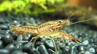 Young marbled self-cloning crayfish in a shrimp tank