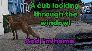 Today, I came home ️ #fox #wildlife #cute #fyp #viralvideo