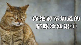 你绝对不知道的猫咪冷知识，第四弹~！