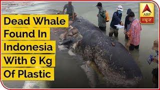 Dead Whale Found In Indonesia With 6 Kg Of Plastic | ABP News