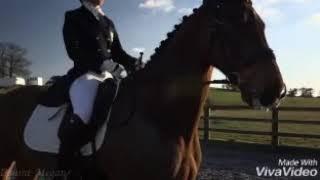 ||•Eqestrian sport•|| Horse video