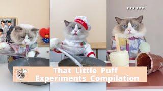 Life Hacks Experiment Meow | That Little Puff Compilation