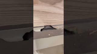 Helical head at work #woodworking #gerberdesignco