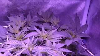 Incognegrow Season 2 Day 42 flipping to flower