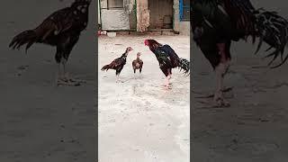 Father And Sons Staring | Aseel Rooster and Chicks Staring