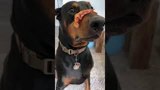 Bacon time #dog #puppy #dogtraining #funnydog #doglover #funny #xodus #doberman #dogshorts