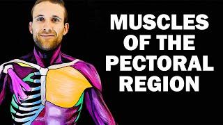 UPPER LIMB MUSCLES (1/6) - PECTORAL REGION