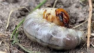 Creepily Beautiful: Larvae Shedding It’s Skin