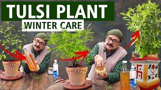 Tulsi Plant Care in Winter I  ऐसे बचाएं सर्दियों में तुलसी के पौधे को सूखने से #tulsi #basil