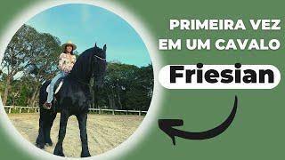 Minha Primeira vez no Cavalo Friesian  #cavalos #cavalo #cavalosfriesian #friesian #agro