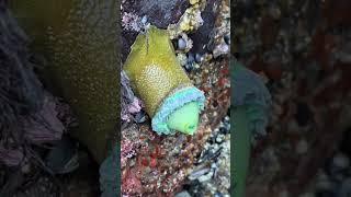 CLINGY SEA ANIMALS PRETENDING TO BE PLANTS