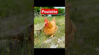 Poulette brings us such JOY ️