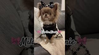 Do you agree that I look like MinnieMouse?️#chihuahua #adorabledog #shorts #puppy