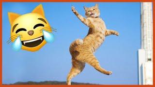 The Funniest Dancing Cat Pics