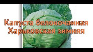 Капуста белокочанная Харьковская зимняя  обзор: как сажать, семена капусты Харьковская зимняя