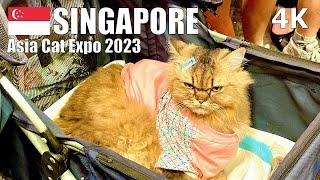 Prowling Cute Cats at Asia Cat Expo 2023, Singapore  - Virtual Walk [4K] (▶45 min)