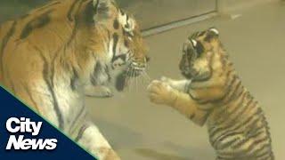 Adorable endangered Amur tiger cub plays with mom at Toronto Zoo