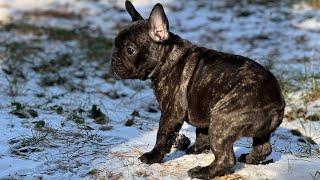 French bulldog puppy saw snow for the first time