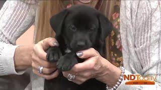 ND Today: Furry Friends