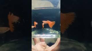 ALBINO RED  GRASS GUPPIES 